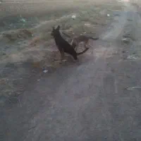 توله ماده جرمن