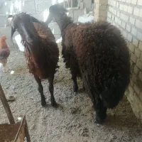 بره قزل وقره افشار