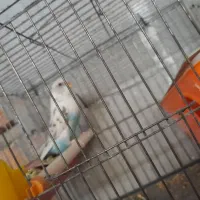 مرغ عشق ماده