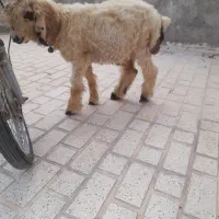 بره‌نر|لوازم جانبی حیوانات|مرودشت, بیست متری بیمارستان|دیوار