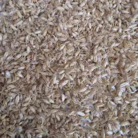پودرجوانه گندم خالص  وکاملاارگانیک