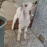 برغاله پاکستانی سفید نر دوماهه