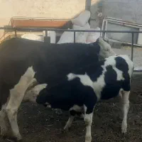 گاو وگوساله