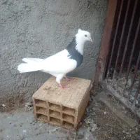 کفتر ماده طوق سیاه