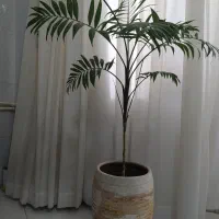 گل طبیعی|گل و گیاه طبیعی|مشهد, الهیه|دیوار