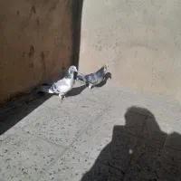 کبوتر پلاکی شهرستانی