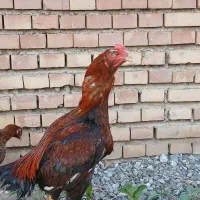 خروس لاری