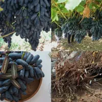 فروش انواع نهال های  انگور  ضمانتی ولیبل دار