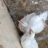 جوجه گوشتی