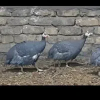 مرغ‌شاخدار