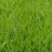 سینی نشا ، بذر بهنام (بینام)