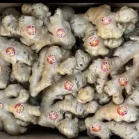 زنجبیل و زردچوبه تازه درجه 1