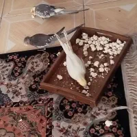 7تا عروس هلندی دستی  سخنگو فقط6تومن با دوتا قفس