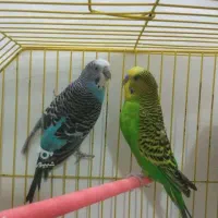 جفت مرغ عشق کار داده(دم تخم)