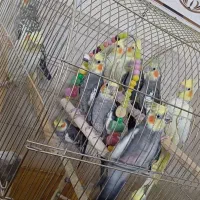 عروس هلندی نرو ماده