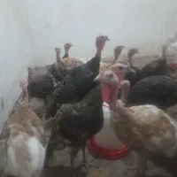 بقلمون نر ماده