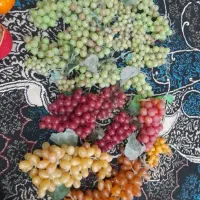 میوه مصنوعی