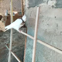 کبوتر|لوازم جانبی حیوانات|قوچان, |دیوار