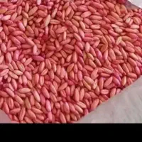 گندم دیم بذری