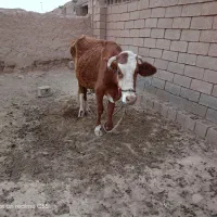 گاو