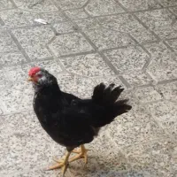 خروس گلین