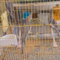 عروس هلندی