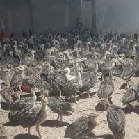 فروش بوقلمون دونمونه