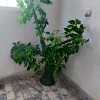 درختچه مصنوعی وغیره