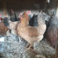 مرغ  مرع مرغ درشت حیکلی