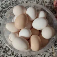 تخم مرغ بومی