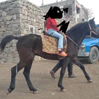 اسب نر