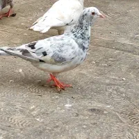 کبوتر سار سرور پشت زرد کفتر پرشی