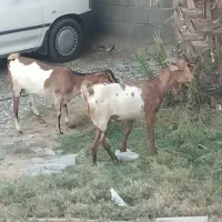 بز و گوسفند فروشی