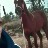 اسب مادیون ابستن سن4سال ونیم