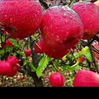 از نهالستان زرینه تا زمین شما بدون واسه نهال