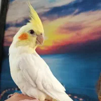 عروس نر ماده