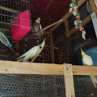 عروس هلندی