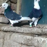 شازده‌ و پشتار