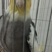 عروس هلندی نر دو عدد