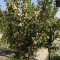 فروش الوی خوا نساری
