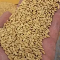 خرید و فروش گندم و جو غیره