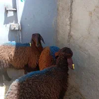 بره ماده ژن دار هترو
