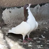 کبوتر|پرنده|قزوین, |دیوار