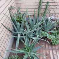 گلدان کاکتوس و آلوئه‌ورا