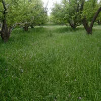 اجاره یونجه و علف باغچه