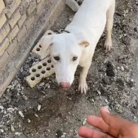 سگ گم شده|حیوانات|اهواز, شهرک اکباتان|دیوار