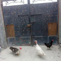مرغ. اردک. بوقلمون