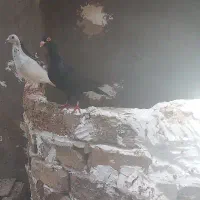 زاغ نر فروشی عالی