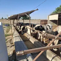 گاو قربونی