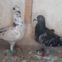 کفتر صید جوجه آلمانی و تهرانی و کله سرخ وخال سیاه